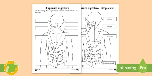 aparato digestivo para primaria fotocopiar y colorear - Cómo funciona el sistema digestivo para niños de primaria