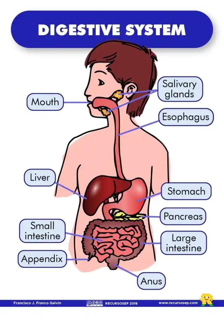 aparato digestivo para primaria fotocopiar y colorear - Qué es el aparato digestivo para niños de tercero de primaria