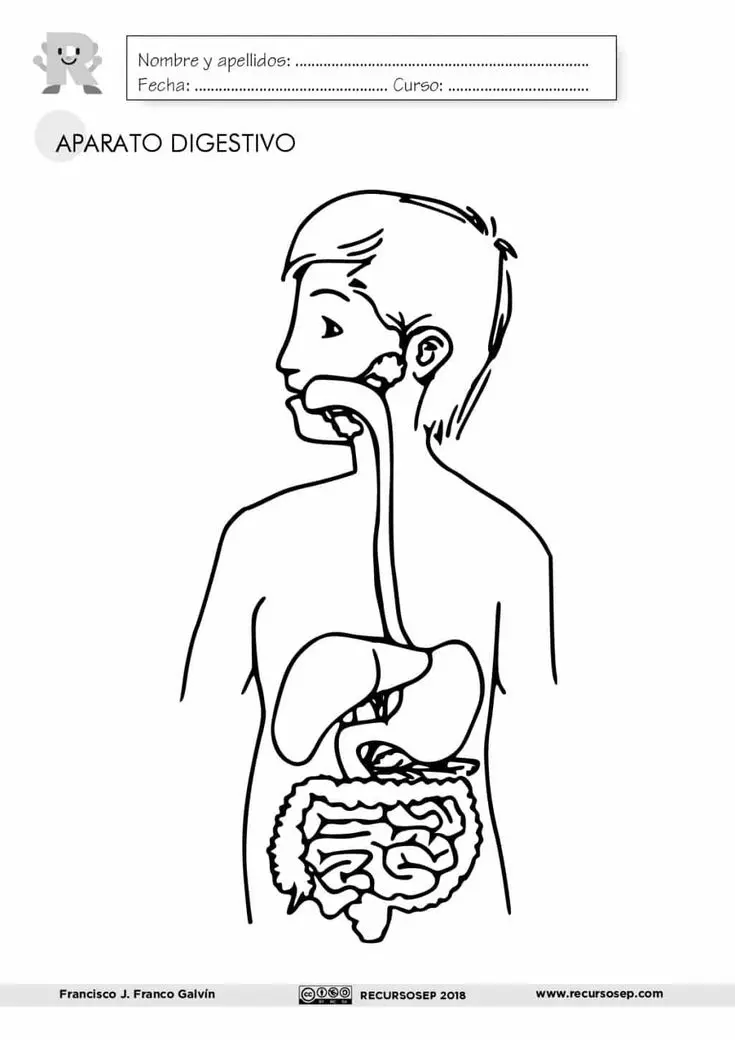 aparato digestivo para primaria fotocopiar y colorear - Qué es el sistema digestivo resumen corto